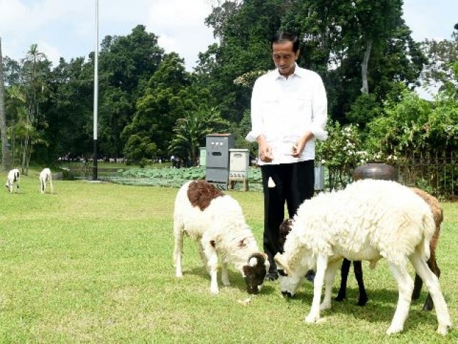 Presiden Jokowi; Industri Peternakan Harus Digarap dari Hulu ke Hilir