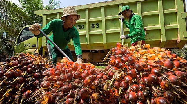 Kebun Kelapa Sawit (Ist)