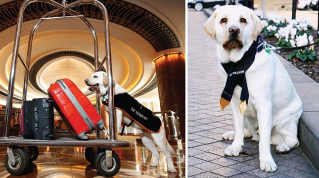 Mr. Walker Dog Workers at Park Hyatt Hotel in Melbourne, Australia (Photo: Instagram / Park Hyatt Melbourne / Guide Dogs Victoria)