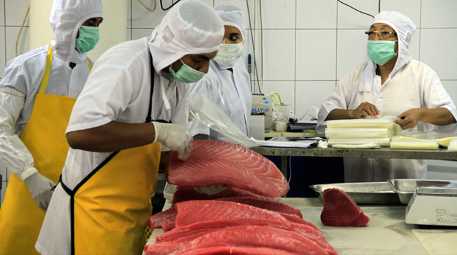 Export of Tuna (Rizki Meirino / Industry.co.id)