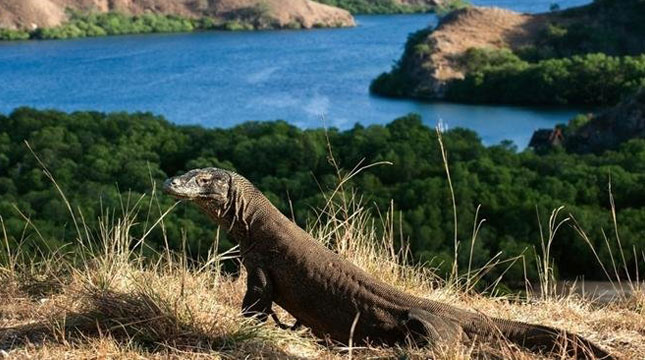 Komodo National Park (Photo: Kaskus)