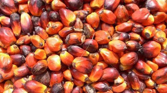 kelapa sawit (ilustrasi)