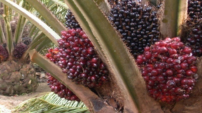 kelapa sawit (ilustrasi)