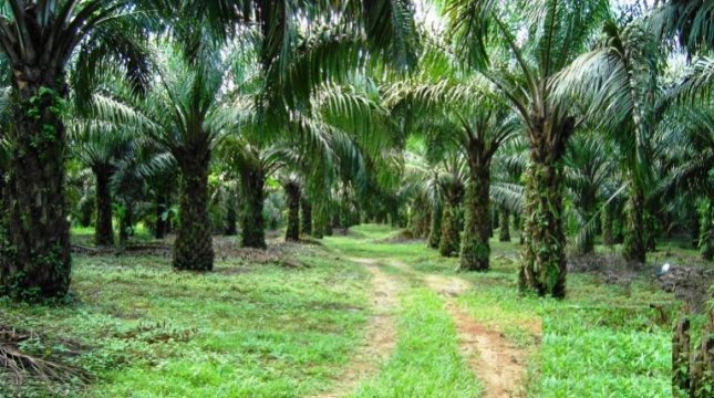 Ilustrasi perkebunan sawit. (Foto: IST)