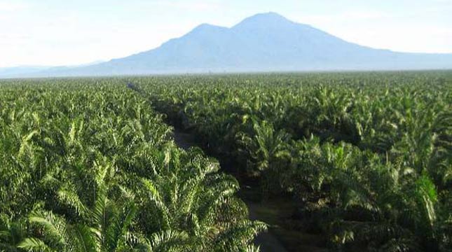 Kebun Kelapa Sawit (Ist)