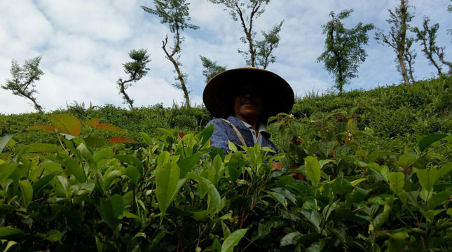 Pemetik Teh di Kawasan Perkebunan Teh Kertowono (Chodijah Febriyani/INDUSTRY.co.id)