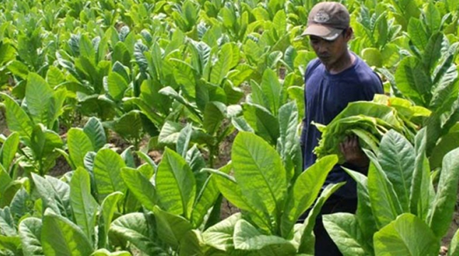 Petani Tembakau (ist)