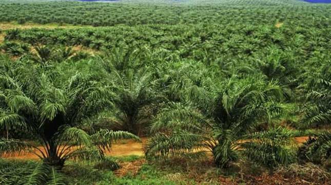 Kebun Kelapa Sawit (Ist)