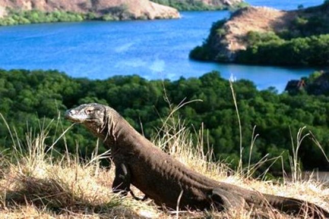 Taman Nasional Komodo (Foto Dok Industry.co.id)