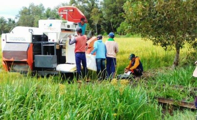 Panen Padi Makin Gencar di Banyuasin dan Musi Rawas (Foto Dok Industry.co.id)