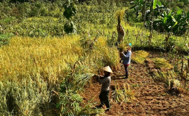 Panen Padi di Lahan Kering (Foto Dok Industry.co.id)