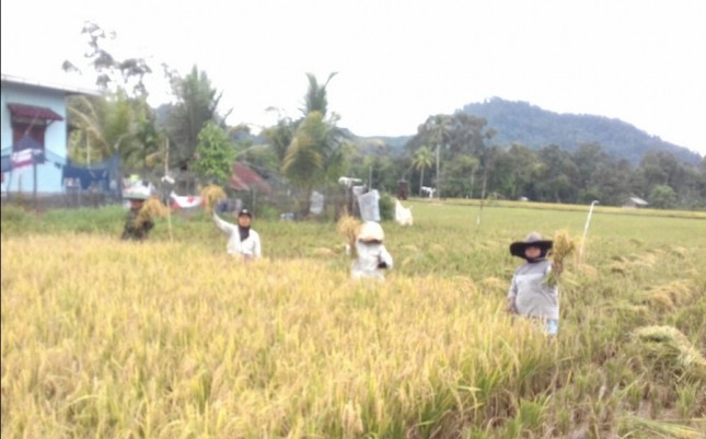 Petani Desa Linonggasai Panen (Dok. Industry.co.id)