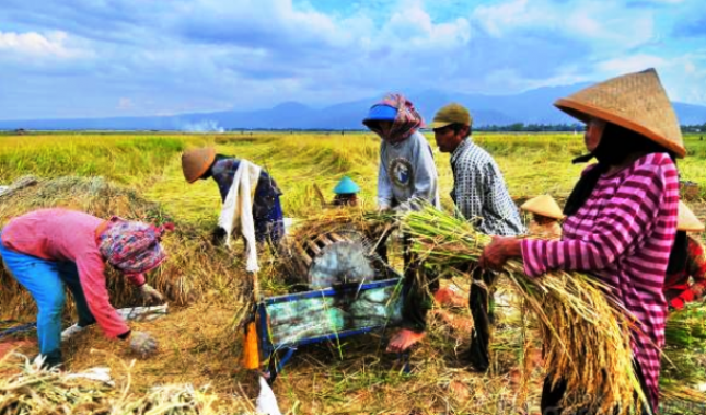 Panen Padi (Foto Dok Industry.co.id)