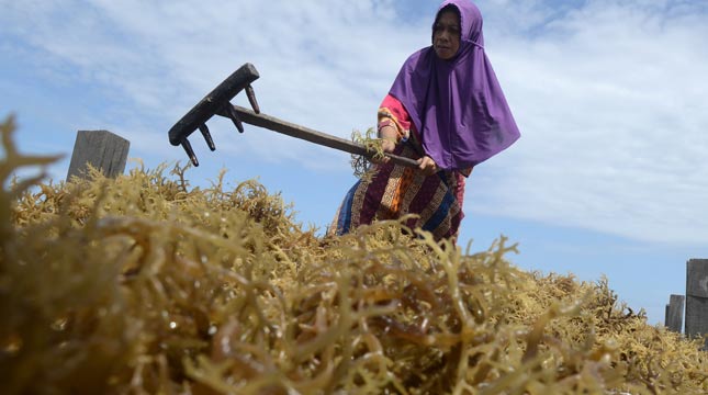 Seaweed Farmer (Photo: BD)