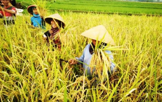 Rice Harvesting (Photo Dok Industry.co.id)
