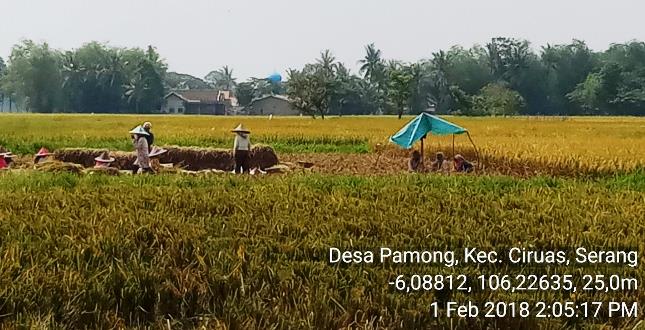 Panen Padi (Foto Dok Industry.co.id)