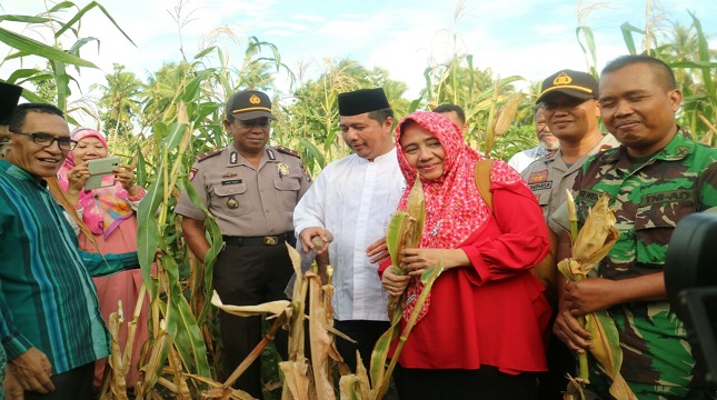 etum Parmusi Usamah Hisyam pakai baju putih berkopih hitam menyaksikan panen jagung di NTT