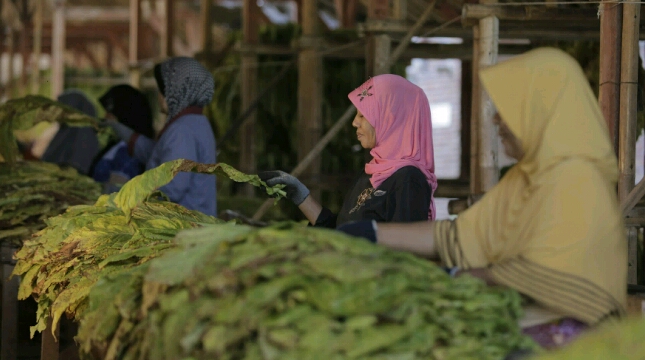 Petani Tembakau binaan