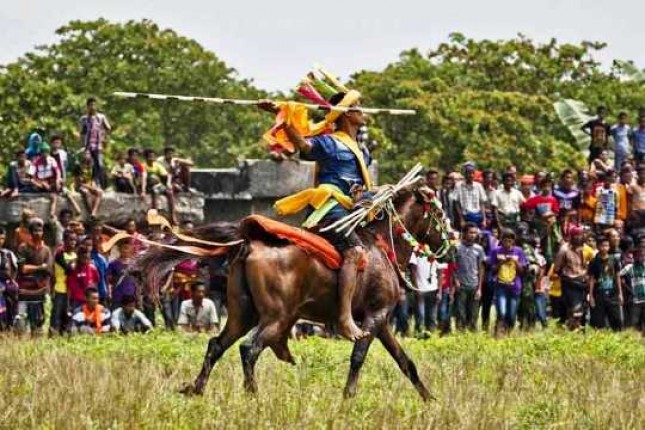 Sumba NTT Tenun Ikat, and 1001 sandelwood Horse Event