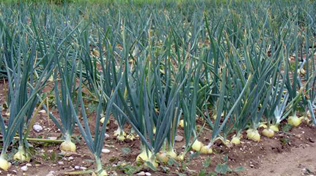 Ladang Bawang Putih (Istimewa)