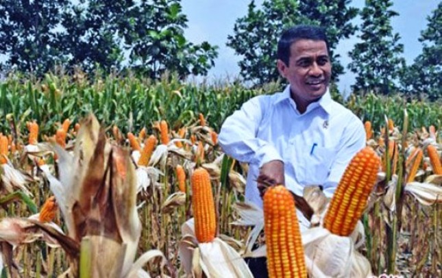 Menteri Pertanian Amran Sulaiman panen jagung (Foto Dok Industry.co.id)