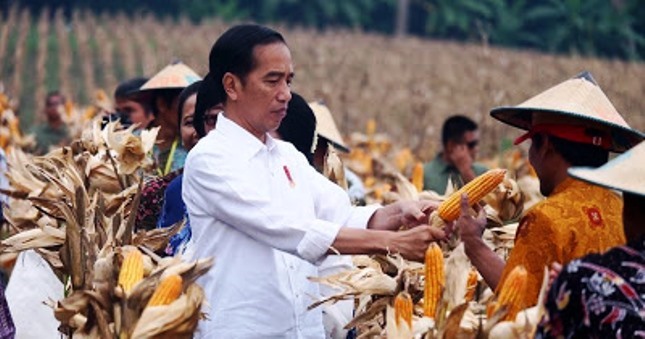 Presiden Jokowi panen jagung di Tuban Jatim (Foto Setkab)