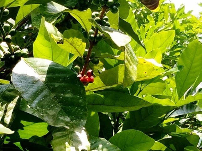 Agrowisata Kampung Kopi di Kotawaringin Barat (Foto: Chodijah Febriyani/Industry.co.id)