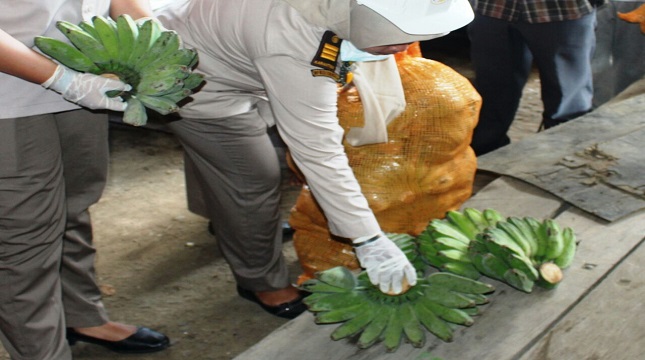 Pisang Kepok yang dikirim ke Malaysia (Foto: Anto)