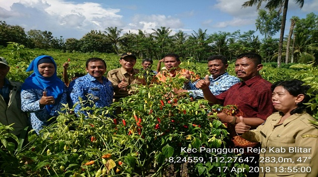 Panen cabai di Blitar