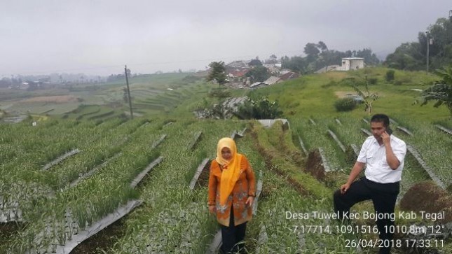 Pertumbuhan Benih Bawang Putih dari India dan Mesir Bagus (Foto Dok Industry.co.id)