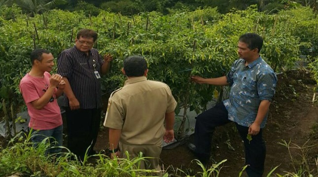 Direktur Jenderal Hortikultura, Kementerian Pertanian, Suwandi.