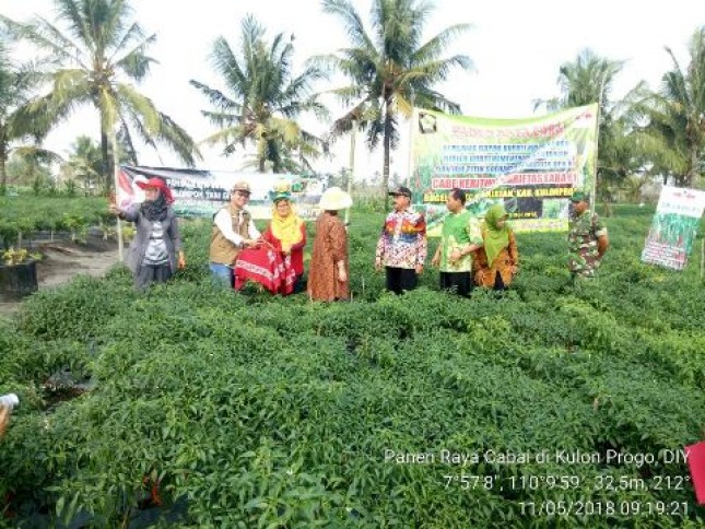 Panen Raya Cabai di Kulon Progo Siap Amankan Pasokan (Foto Dok Industry.co.id)