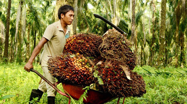 Oil Palm (agroindonesia)