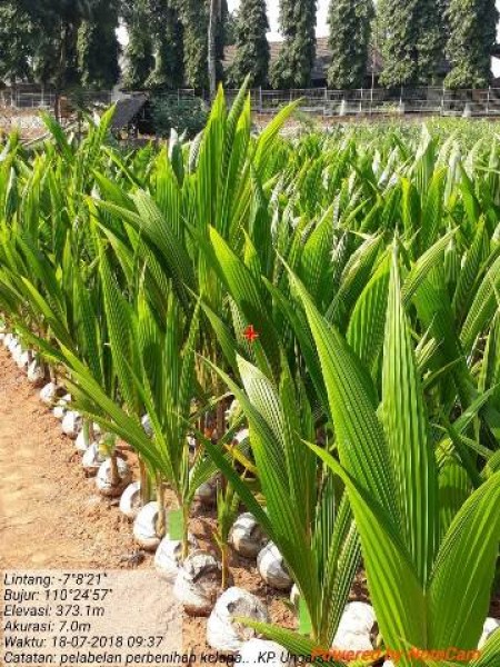 Bibit Kelapa (Foto Dok Industry.co.id)