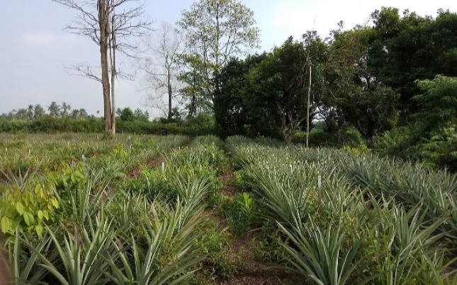 Kebun Nanas (FotoDok Industry.co.id)