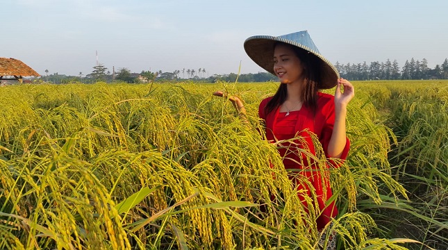 Petani desa di tengah sawah (Foto: Dok Industry.co.id)