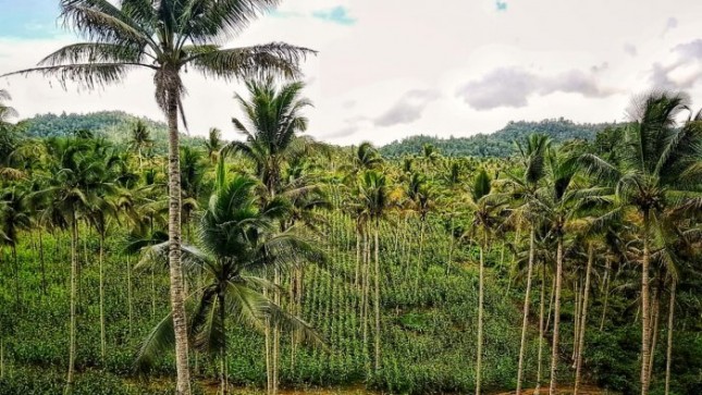 Tanaman jagung di Banggai