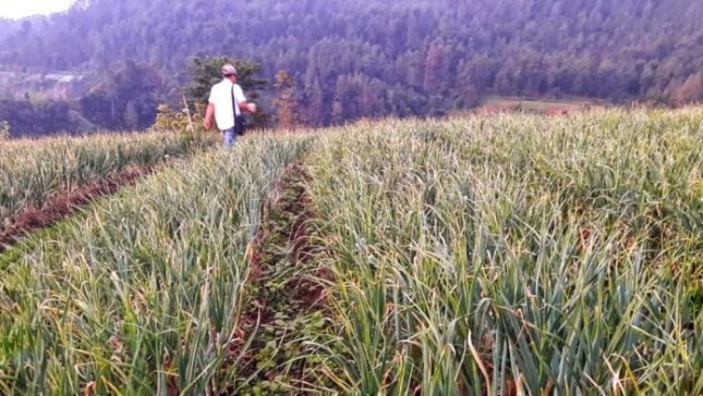 Lahan tanaman bawang putih