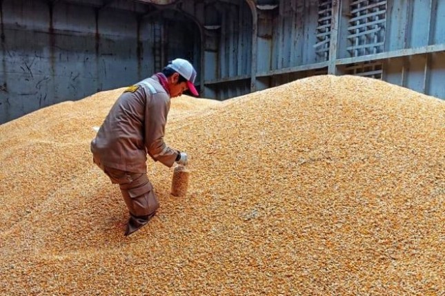 Jagung pipil (doc:Kementan)