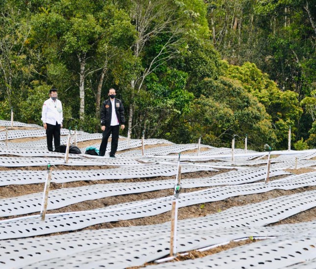 President Jokowi inspects Humbang Hasundutan Food Estate in North Sumatra. (Photo by: BPMI Documentation)