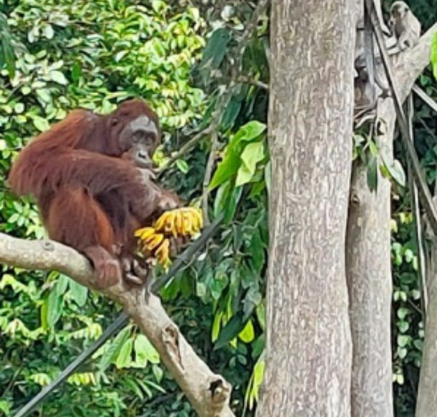 One of the sightings of an orangutan occupying a natural conservation area built by PT Sawit Sumbermas Sarana Tbk on Salat Island, Pulau Pisau Regency, Central Kalimantan. (Photo of Sawit Sumbermas Sarana Public Relation)