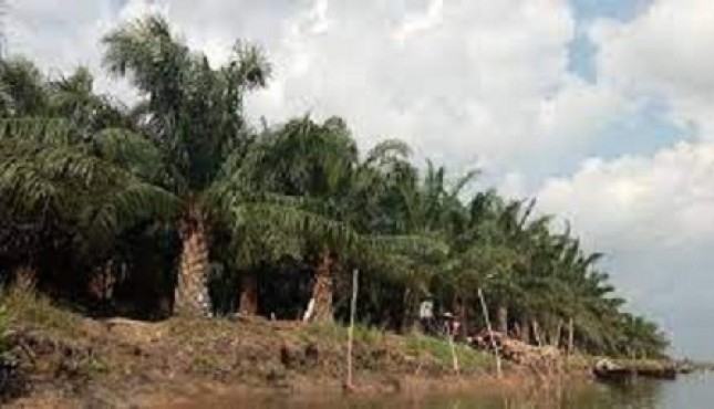 The oil palm in Kapuas District, Central Kalimantan. (Photo: Documentation of the Kapuas District Agriculture Office, Central Kalimantan)