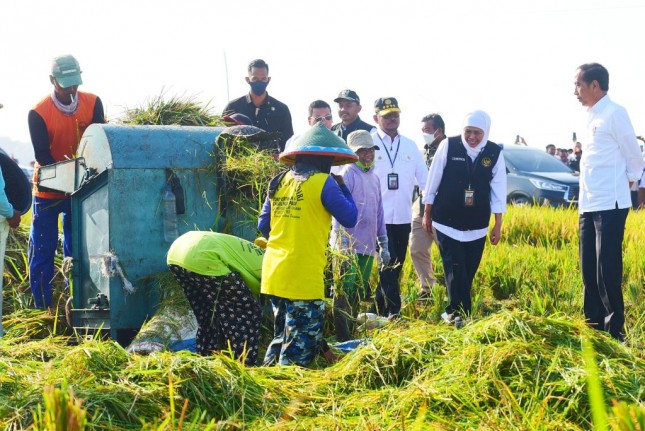 President Jokowi harvests in Ngawi, East Java, Saturday (11/03/2023). (Photo: Public Relations of Setkab/Rahmat)