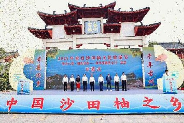 Home of Shatian Pomelos in China - Rong County of Guangxi Promotes Improvement and Upgrade in Shatian Pomelo Industry