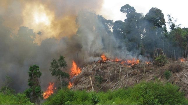 Kebakaran Hutan