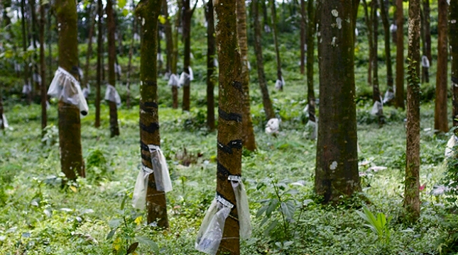 Kebun Karet Ilustrasi