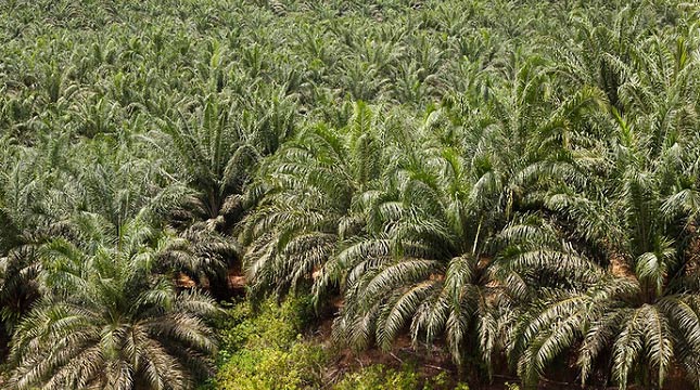 Lahan Kelapa Sawit (Ist)