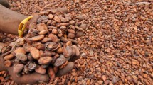 Bijih kakao (ist)
