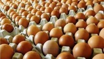 Telur ayam (Foto Dok Industry.c.id)
