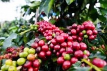 Tanaman kopi (foto Industry.co.id)